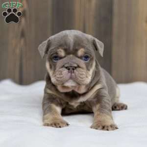 Indigo Pearl, English Bulldog Puppy